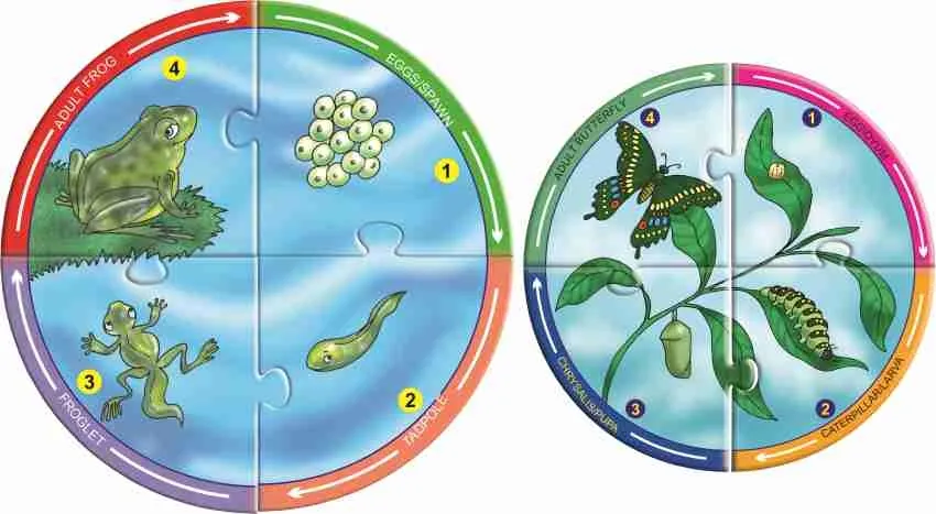 Creatives Life Cycles Animals Grow & Change 6 Four Piece Puzzles